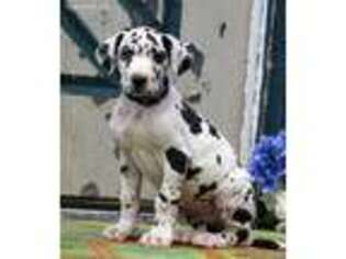 Great Dane Puppy for sale in Gap, PA, USA