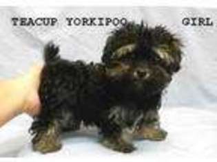 Yorkshire Terrier Puppy for sale in LOUISVILLE, KY, USA