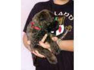 Bullmastiff Puppy for sale in Lawton, MI, USA