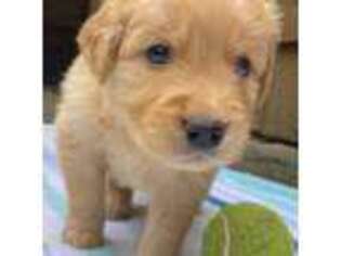 Golden Retriever Puppy for sale in Mccleary, WA, USA