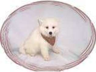 American Eskimo Dog Puppy for sale in NASHUA, NH, USA
