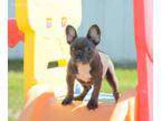 French Bulldog Puppy for sale in Pulaski, IA, USA
