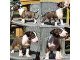 Bull Terrier Puppy for sale in Gilmer, TX, USA