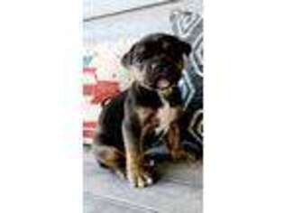 Olde English Bulldogge Puppy for sale in Menomonie, WI, USA