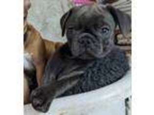 Frenchie Pug Puppy for sale in Oakville, WA, USA