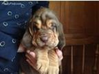 Bloodhound Puppy for sale in Randolph Center, VT, USA