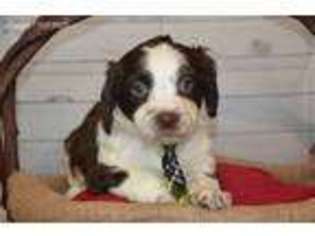 English Springer Spaniel Puppy for sale in Smethport, PA, USA