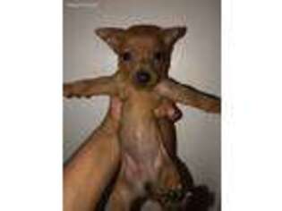 Miniature Pinscher Puppy for sale in Saint Hedwig, TX, USA