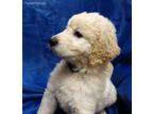 Goldendoodle Puppy for sale in Chehalis, WA, USA