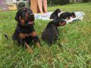 Doberman Pinscher Puppy for sale in Mastic, NY, USA