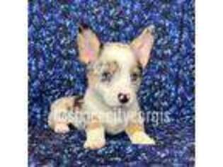 Pembroke Welsh Corgi Puppy for sale in Richmond, TX, USA