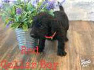 Labradoodle Puppy for sale in Cleveland, TX, USA