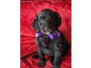 Goldendoodle Puppy for sale in Woodland Park, CO, USA