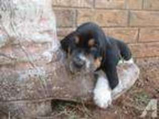 Basset Hound Puppy for sale in CARNEY, OK, USA