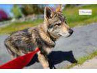 Wolf Hybrid Puppy for sale in Sacramento, CA, USA