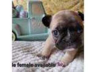 French Bulldog Puppy for sale in Star, ID, USA