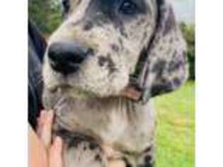 Great Dane Puppy for sale in Madawaska, ME, USA