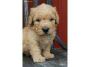 Goldendoodle Puppy for sale in Butler, IN, USA