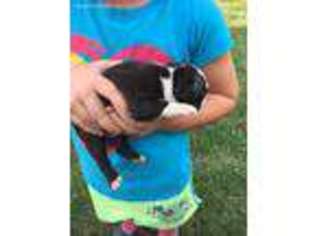 Boston Terrier Puppy for sale in Columbus, KS, USA