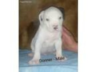 American Bulldog Puppy for sale in Endicott, WA, USA