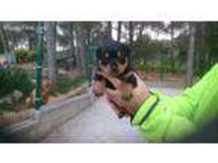 Rottweiler Puppy for sale in Broad Run, VA, USA