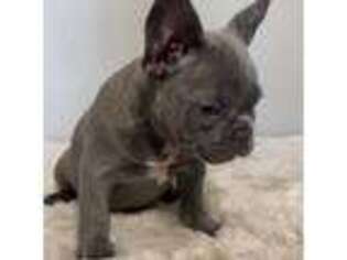 French Bulldog Puppy for sale in Hillsboro, OR, USA