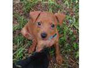 Miniature Pinscher Puppy for sale in Belleview, FL, USA
