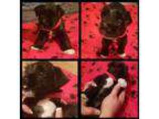 Mutt Puppy for sale in Troup, TX, USA