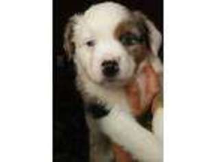 Australian Shepherd Puppy for sale in NORTH HAVEN, CT, USA