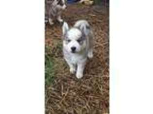 Siberian Husky Puppy for sale in Watertown, WI, USA