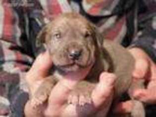Great Dane Puppy for sale in Onalaska, WA, USA