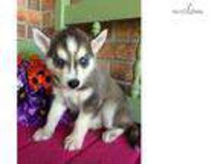 Siberian Husky Puppy for sale in Topeka, KS, USA