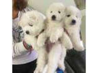 Samoyed Puppy for sale in Land O Lakes, FL, USA