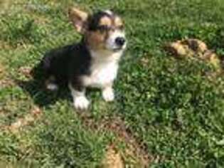 Pembroke Welsh Corgi Puppy for sale in Lynchburg, VA, USA