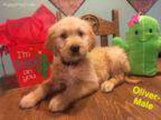 Goldendoodle Puppy for sale in El Campo, TX, USA
