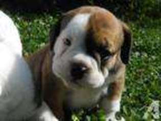 Miniature Bulldog Puppy for sale in WAWAKA, IN, USA