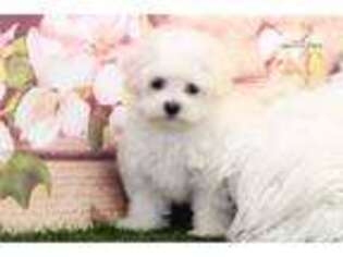 Maltese Puppy for sale in Atlanta, GA, USA