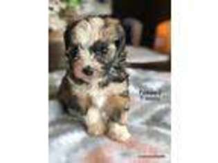 Havanese Puppy for sale in Posen, MI, USA