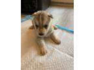 Siberian Husky Puppy for sale in Whitesboro, NY, USA