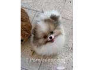 Pomeranian Puppy for sale in Pompano Beach, FL, USA