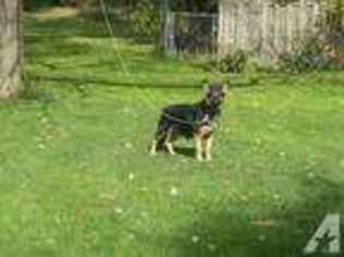 German Shepherd Dog Puppy for sale in UNIONTOWN, OH, USA
