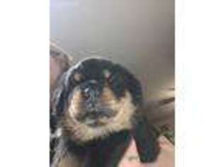 Rottweiler Puppy for sale in Lancaster, CA, USA