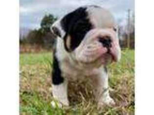 Bulldog Puppy for sale in Hillsboro, TN, USA