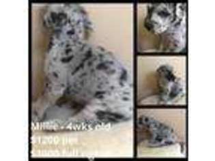 Great Dane Puppy for sale in Shenandoah Junction, WV, USA