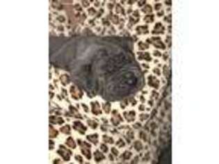 Neapolitan Mastiff Puppy for sale in Pecatonica, IL, USA