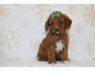 Goldendoodle Puppy for sale in Etna Green, IN, USA