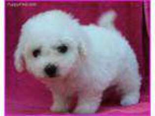Bichon Frise Puppy for sale in Des Moines, IA, USA