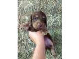 Dachshund Puppy for sale in Keenesburg, CO, USA