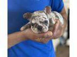 French Bulldog Puppy for sale in Santee, CA, USA