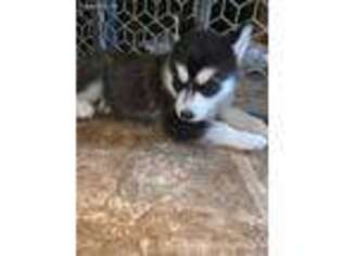 Siberian Husky Puppy for sale in Troy, ME, USA
